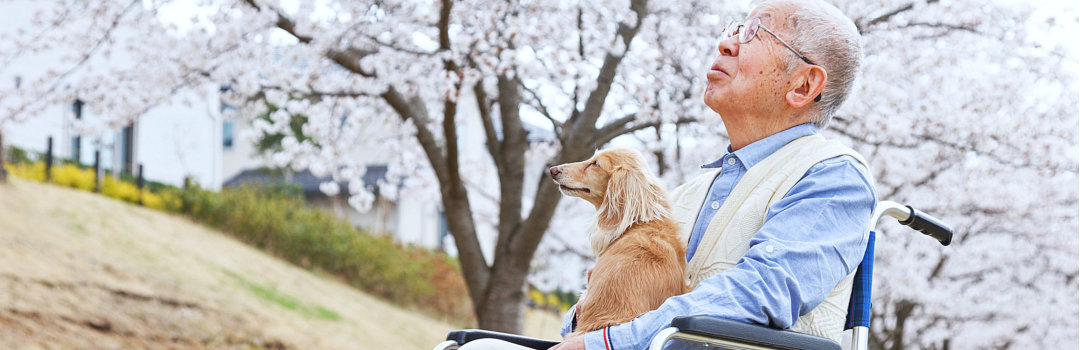 elderly and a dog in a wheelchair